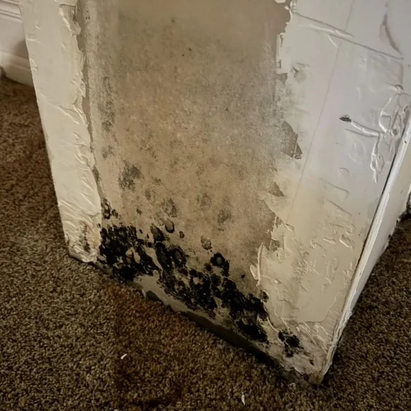 Professional Mold Removal in Mineral Ridge, OH